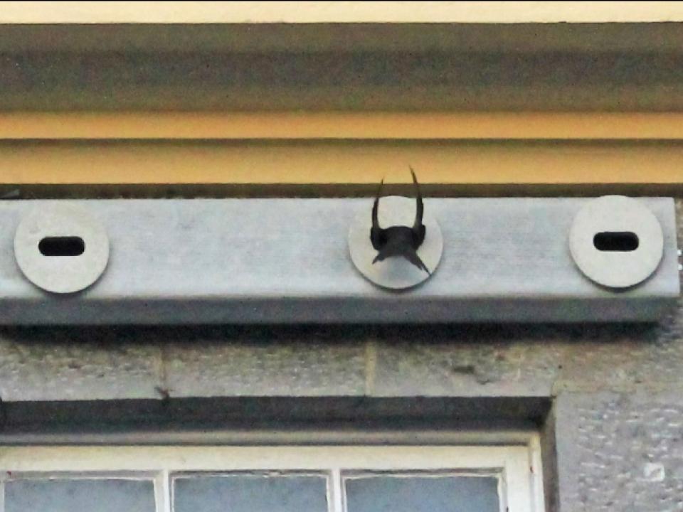 Swift entering nest box at Mayo Campus