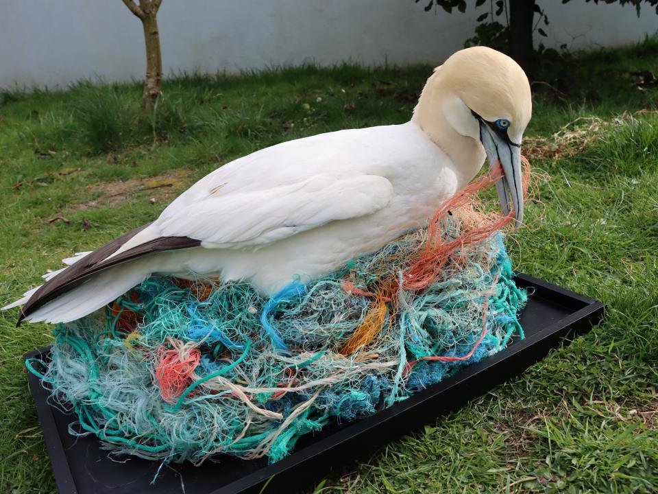 Project features in “Bringing Ireland’s Wildlife Back to Life” exhibition at The People’s Museum of Limerick, opening Sat 28 May