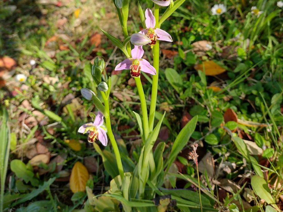 <p>Bee orchid. [Photo by Dr Katie O’Dwyer, ATU]</p>
