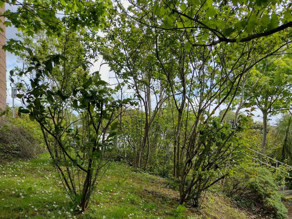 <p>Wooded area at the ATU Galway city campus.  [Photo by Dr Katie O’Dwyer, ATU]</p>
